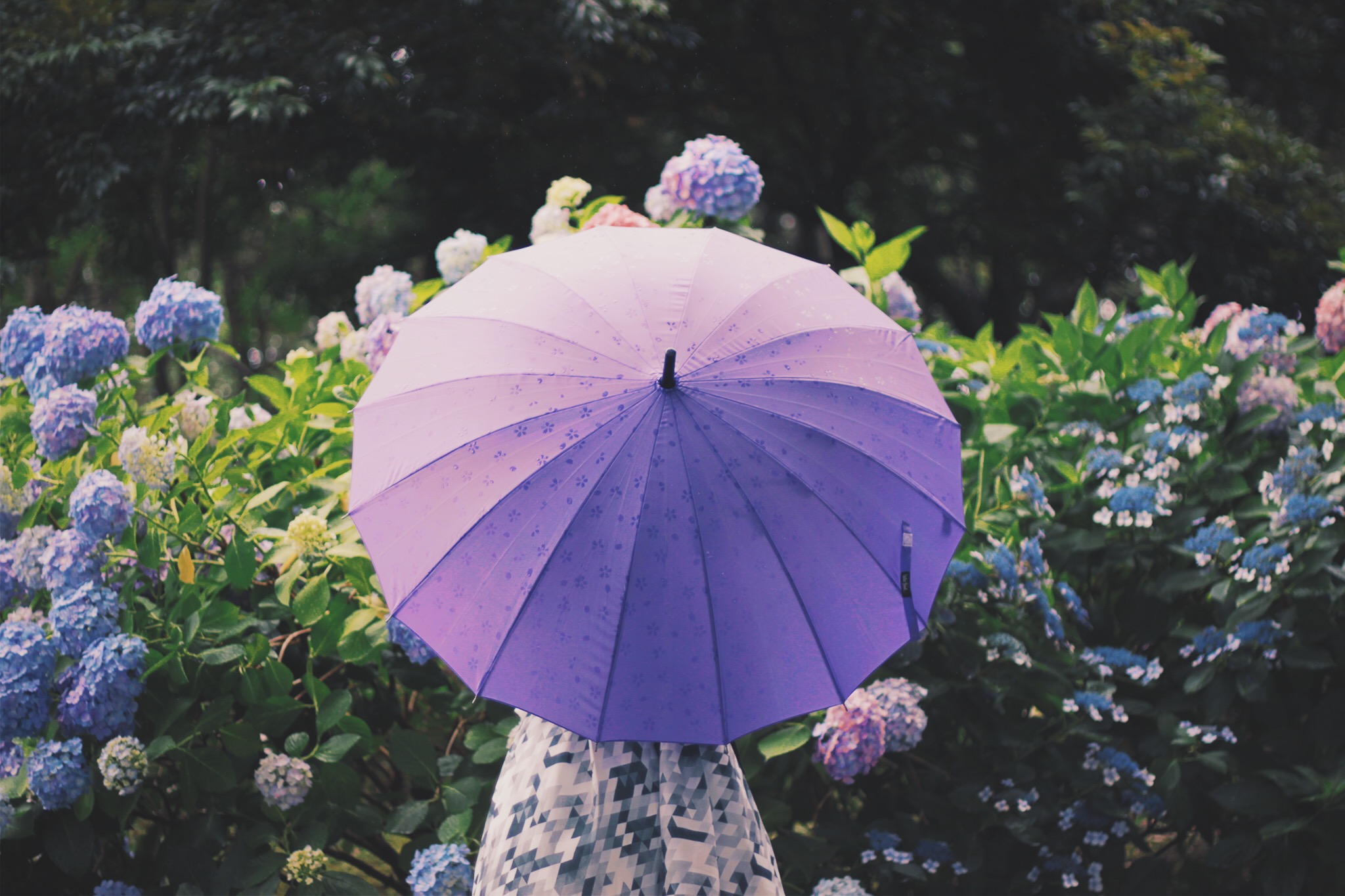 Зонтик раскрылся. Цветы в зонтике. Фиолетовый зонтик. Растение зонтик. Фиолетовый цветок зонтиком.